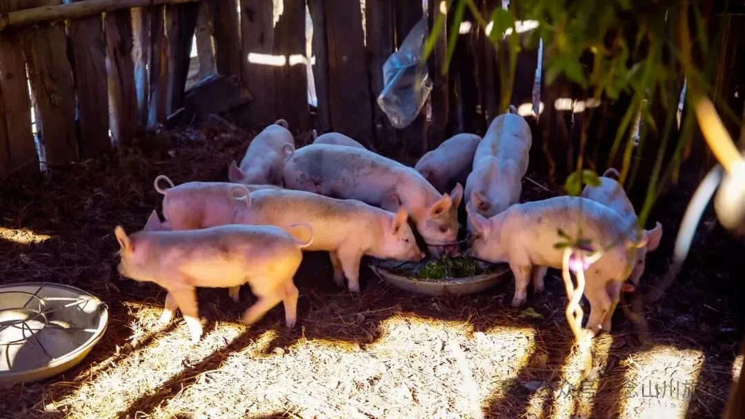 跟着溪流去山野徒步，走进巴珠自然真实的村居生活 - 第19张