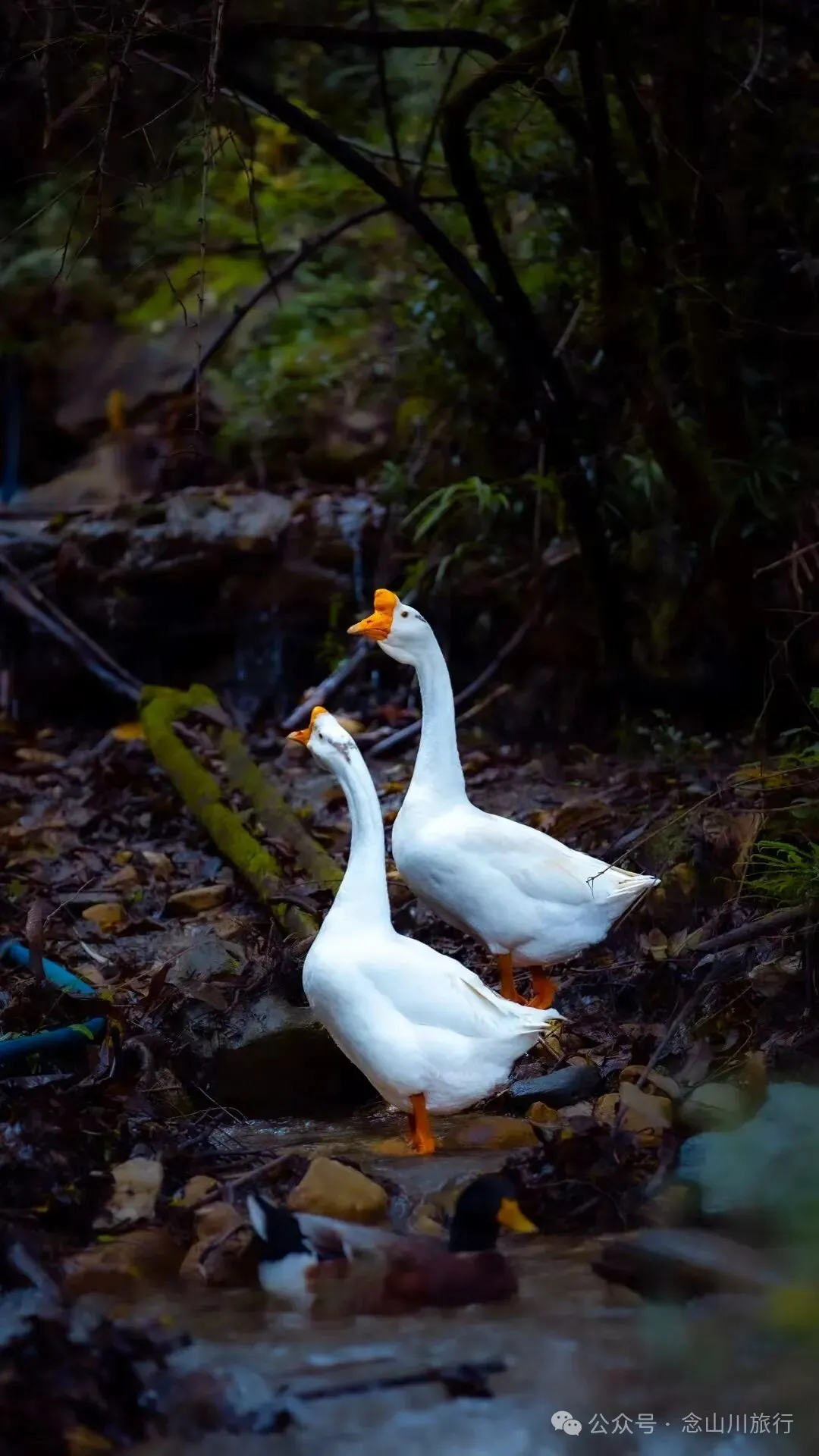 跟着溪流去山野徒步，走进巴珠自然真实的村居生活 - 第6张