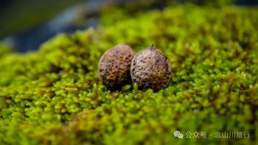 跟着溪流去山野徒步，走进巴珠自然真实的村居生活 - 第9张
