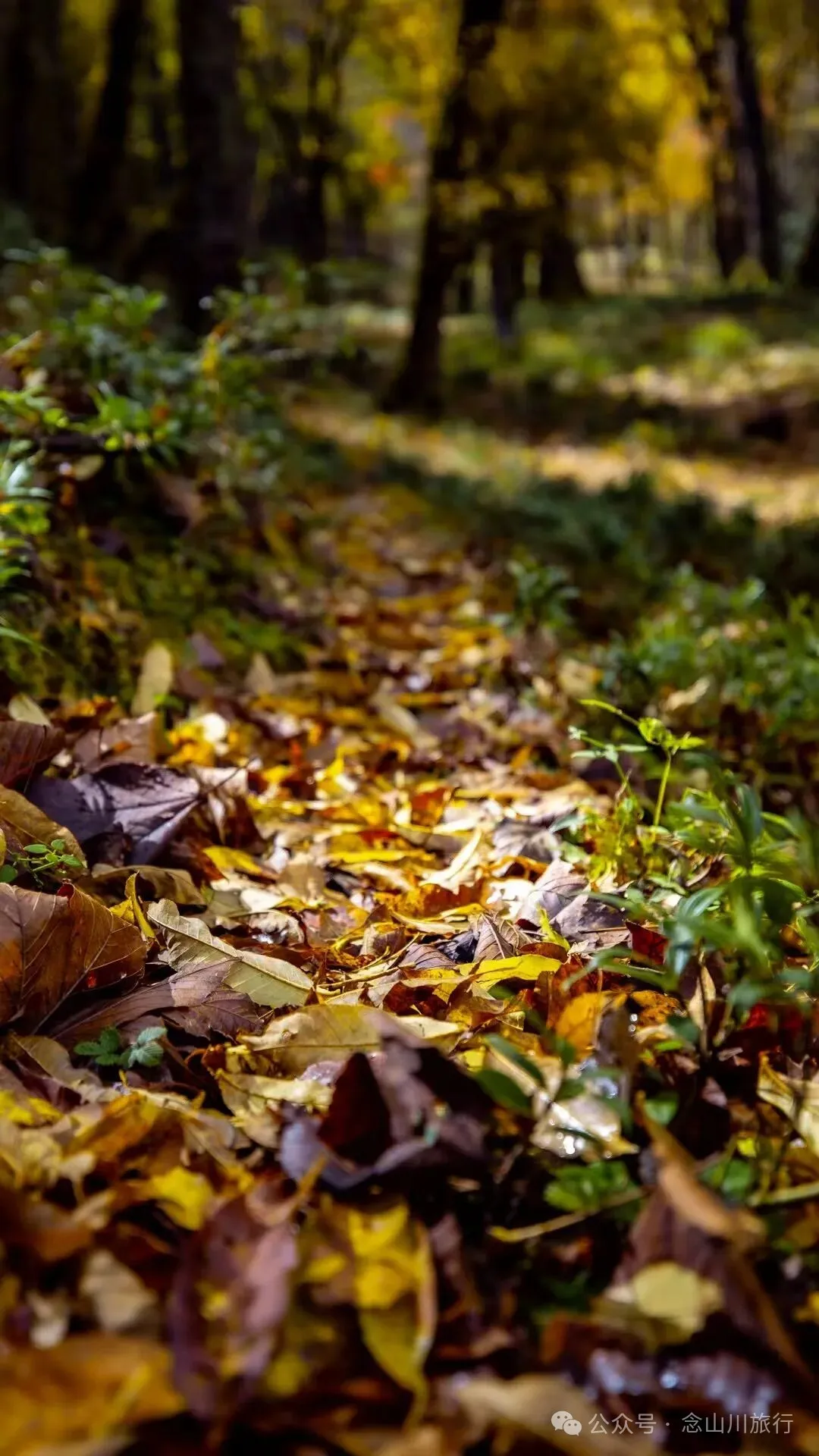 听说了，巴珠村的冬天才是赏秋色的最好时节 - 第16张