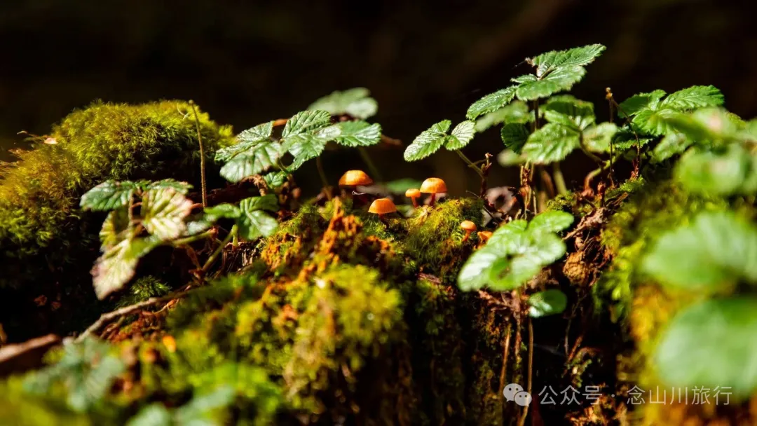 俯瞰塔城，远望达摩祖师洞和石卡雪山，秋冬季很适合来巴珠这条徒步路线 - 第22张