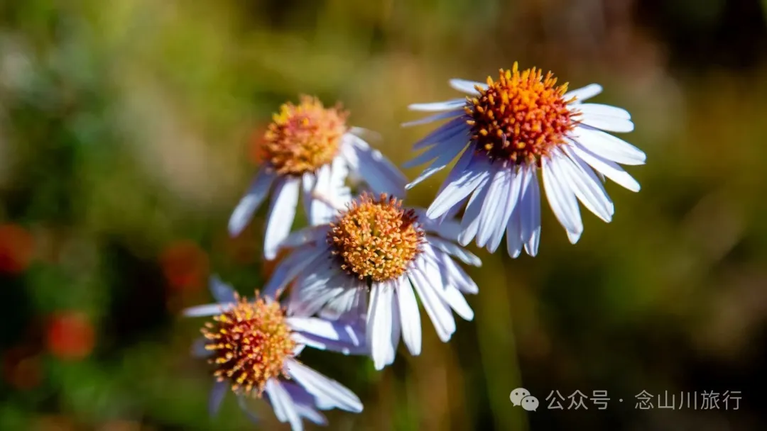 俯瞰塔城，远望达摩祖师洞和石卡雪山，秋冬季很适合来巴珠这条徒步路线 - 第5张