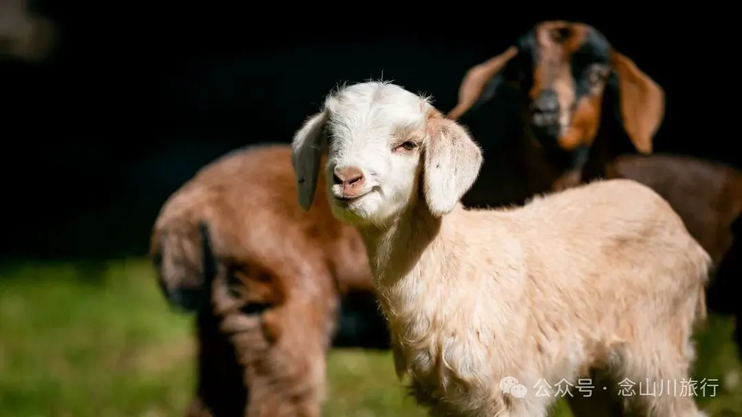 户外烧烤、爱笑的羔羊、贴膏药的小猪，秋意浓浓的微风山谷，山野里的朝九晚五全是干货 - 第1张