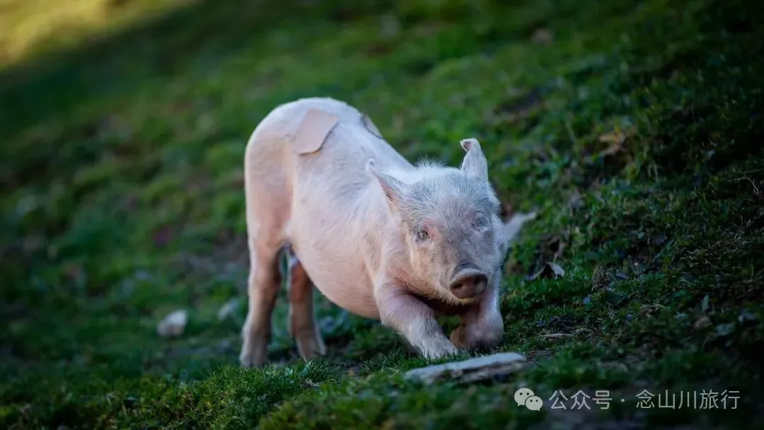 户外烧烤、爱笑的羔羊、贴膏药的小猪，秋意浓浓的微风山谷，山野里的朝九晚五全是干货 - 第19张