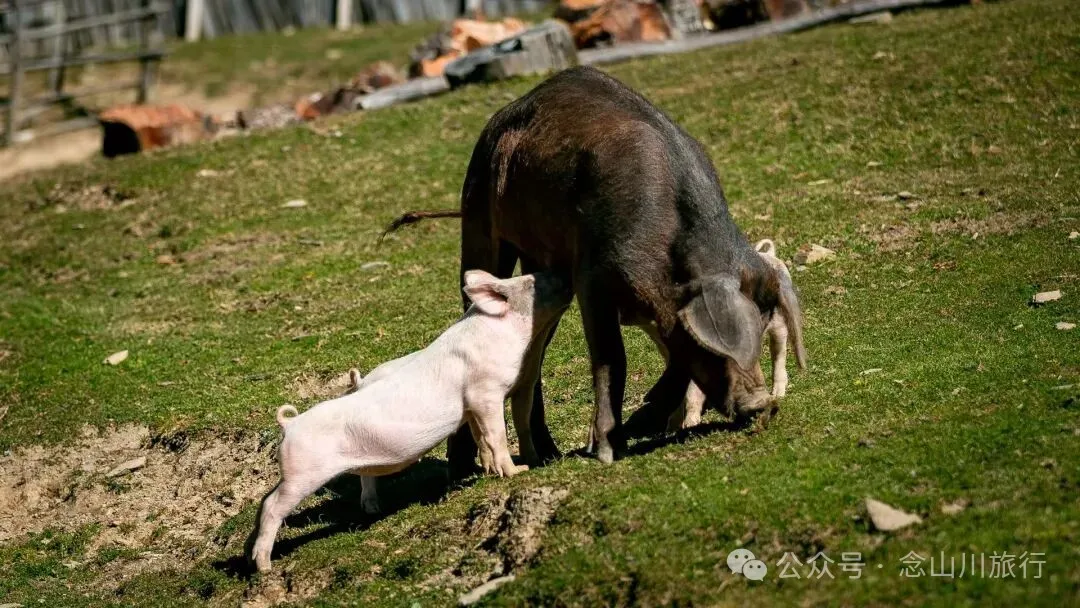 户外烧烤、爱笑的羔羊、贴膏药的小猪，秋意浓浓的微风山谷，山野里的朝九晚五全是干货 - 第20张