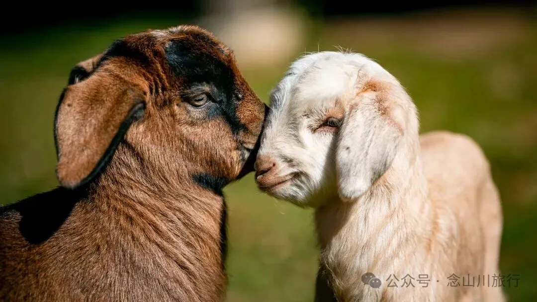 户外烧烤、爱笑的羔羊、贴膏药的小猪，秋意浓浓的微风山谷，山野里的朝九晚五全是干货 - 第22张