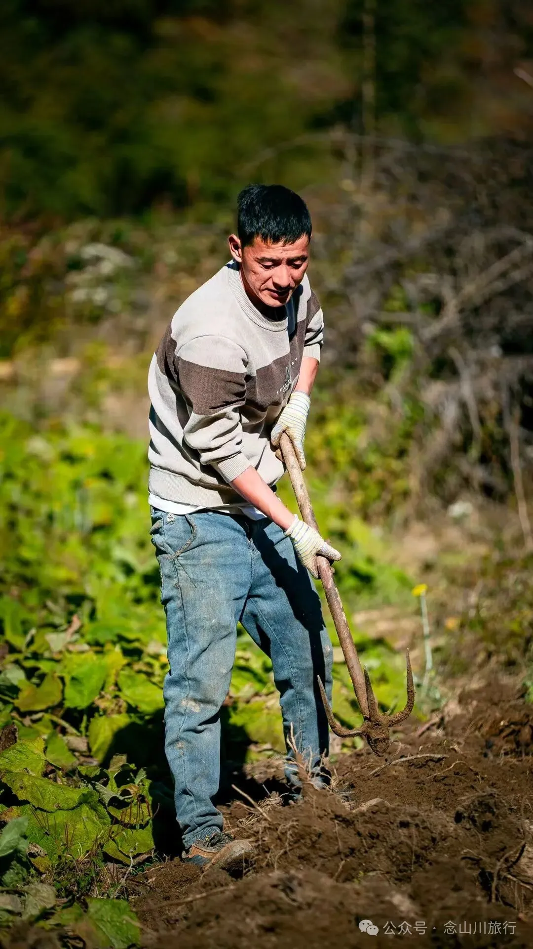 户外烧烤、爱笑的羔羊、贴膏药的小猪，秋意浓浓的微风山谷，山野里的朝九晚五全是干货 - 第6张