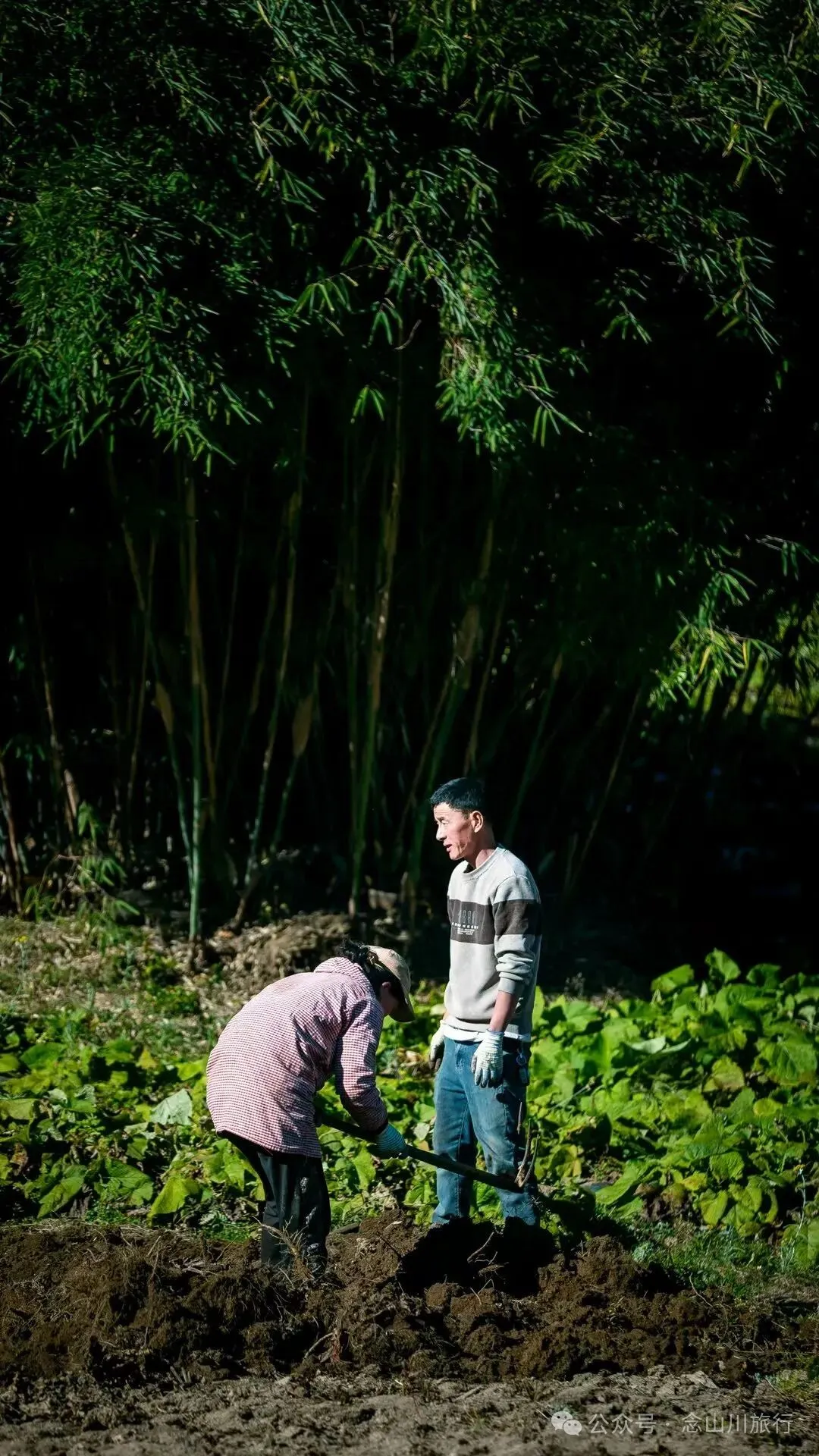 户外烧烤、爱笑的羔羊、贴膏药的小猪，秋意浓浓的微风山谷，山野里的朝九晚五全是干货 - 第7张