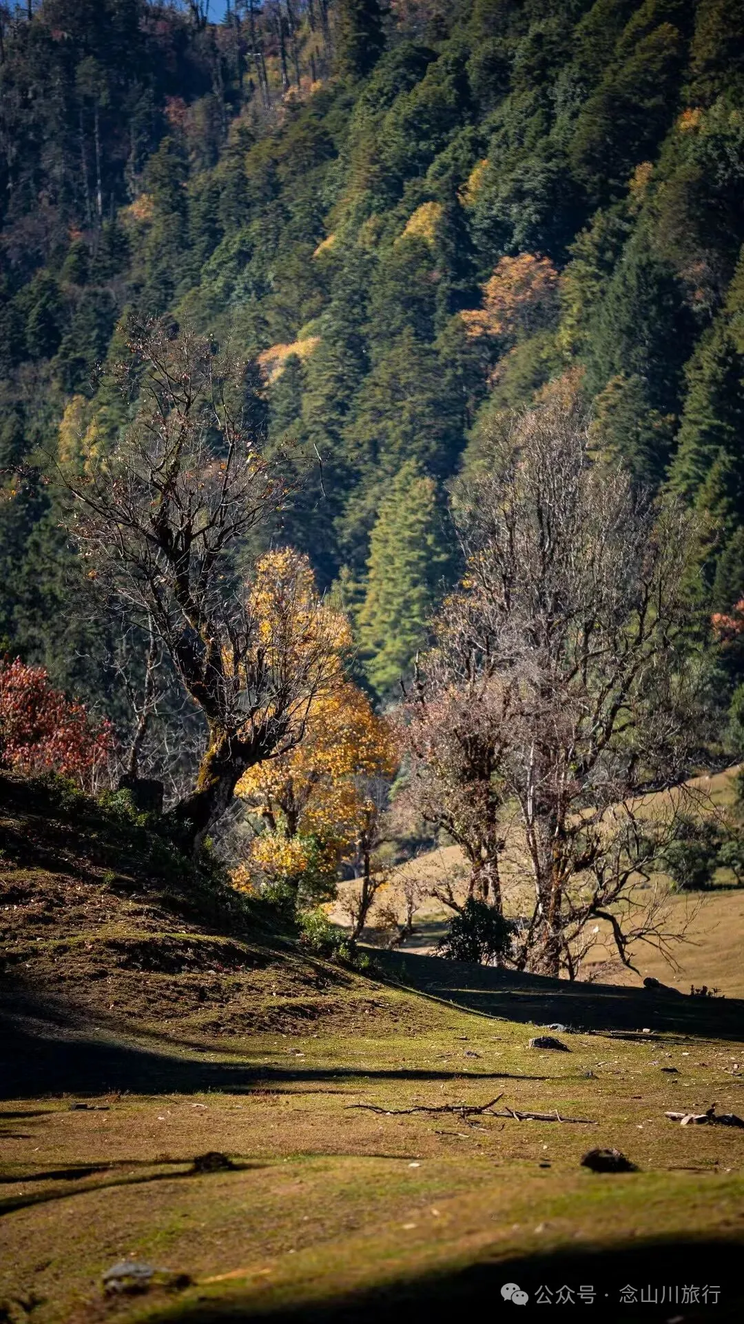 户外烧烤、爱笑的羔羊、贴膏药的小猪，秋意浓浓的微风山谷，山野里的朝九晚五全是干货 - 第8张