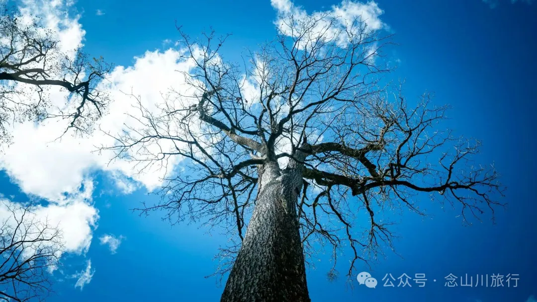 独行者的浪漫自由——走进山野，留在山野，长成山野 - 第17张