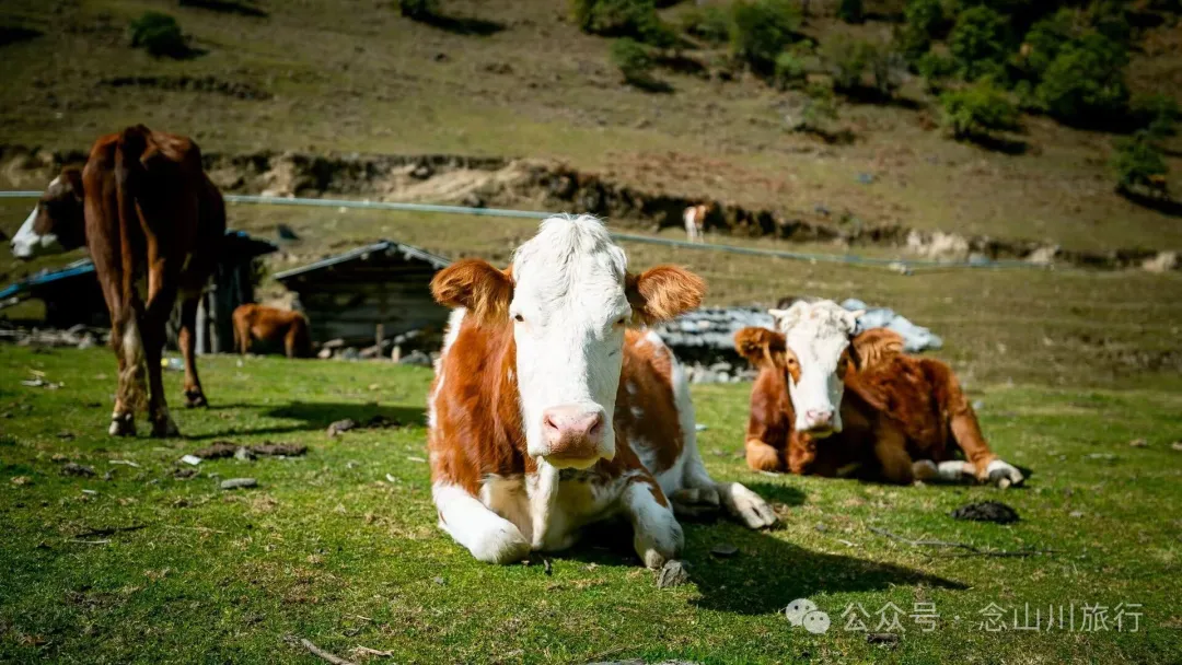 独行者的浪漫自由——走进山野，留在山野，长成山野 - 第20张