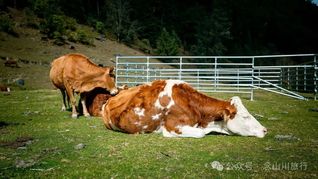 独行者的浪漫自由——走进山野，留在山野，长成山野 - 第21张