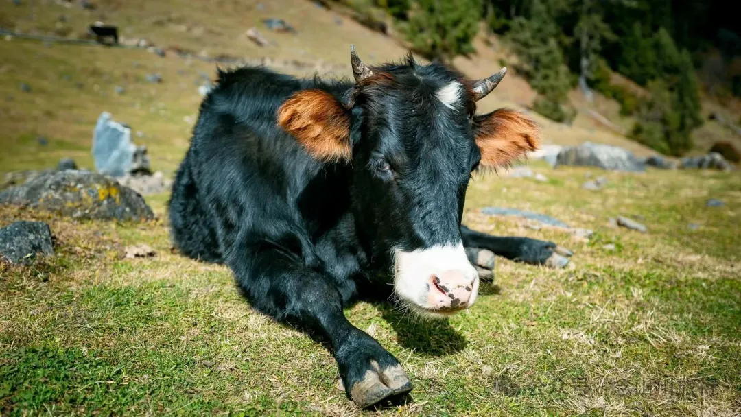 独行者的浪漫自由——走进山野，留在山野，长成山野 - 第22张