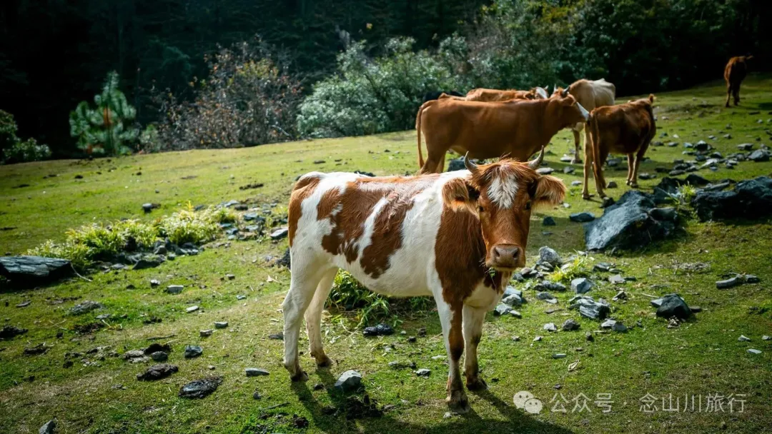 独行者的浪漫自由——走进山野，留在山野，长成山野 - 第8张