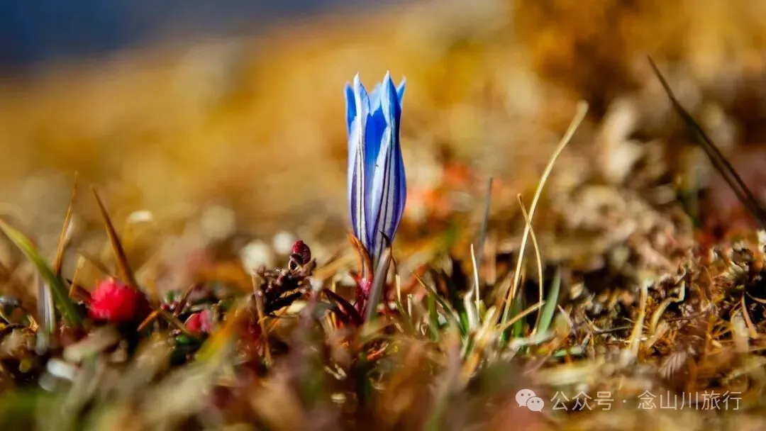 云南徒步秘境｜在云岭山脉的山顶牧场，让身体与灵魂一起翱翔 - 第14张