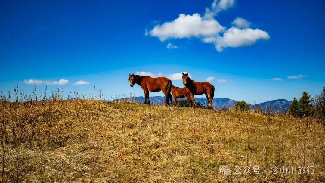 云南徒步秘境｜在云岭山脉的山顶牧场，让身体与灵魂一起翱翔 - 第18张