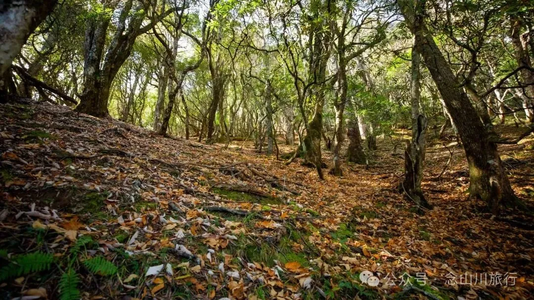 云南徒步秘境｜在云岭山脉的山顶牧场，让身体与灵魂一起翱翔 - 第9张