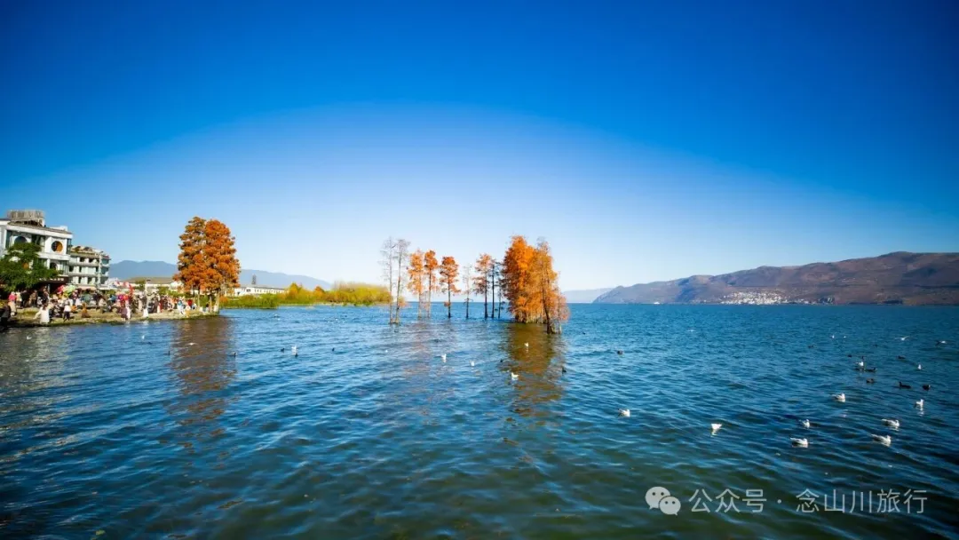 云南大理洱海的海鸥来了，水杉红了 - 第1张