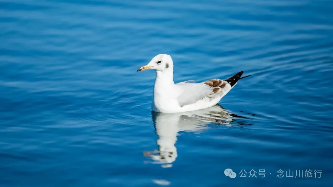 云南大理洱海的海鸥来了，水杉红了 - 第10张
