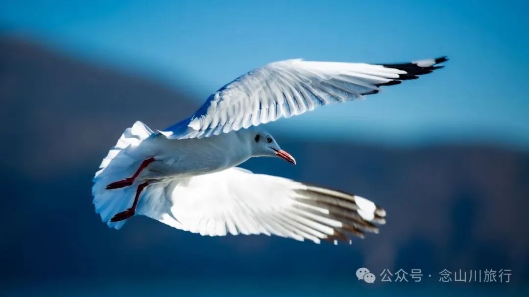 云南大理洱海的海鸥来了，水杉红了 - 第11张