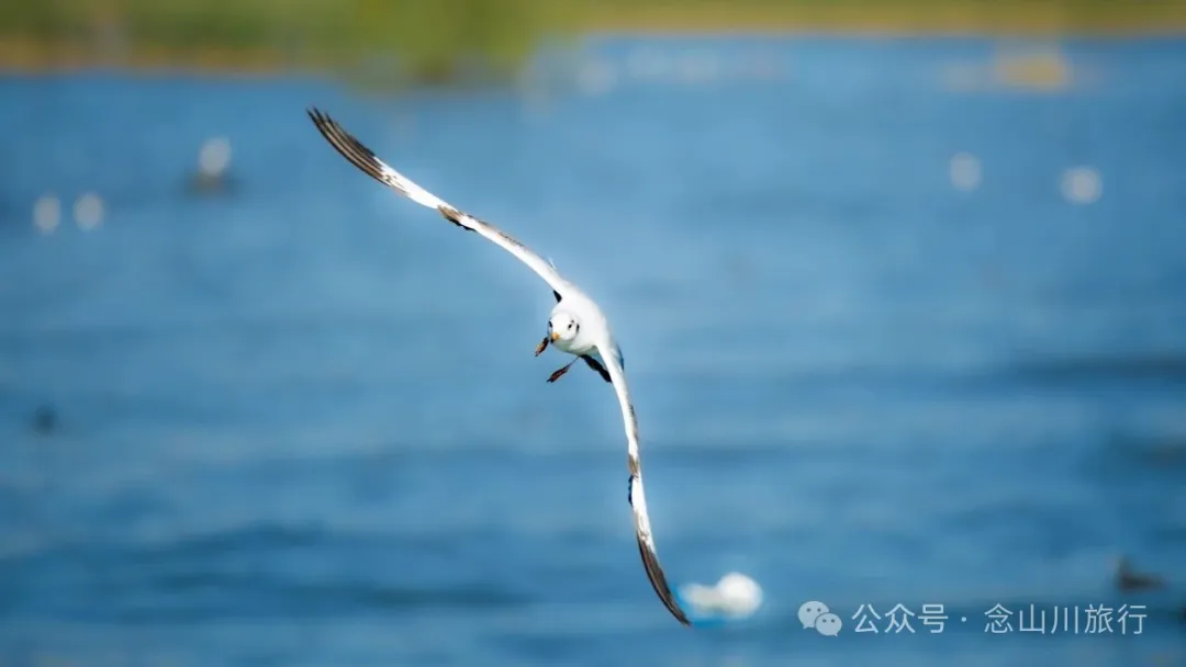 云南大理洱海的海鸥来了，水杉红了 - 第12张