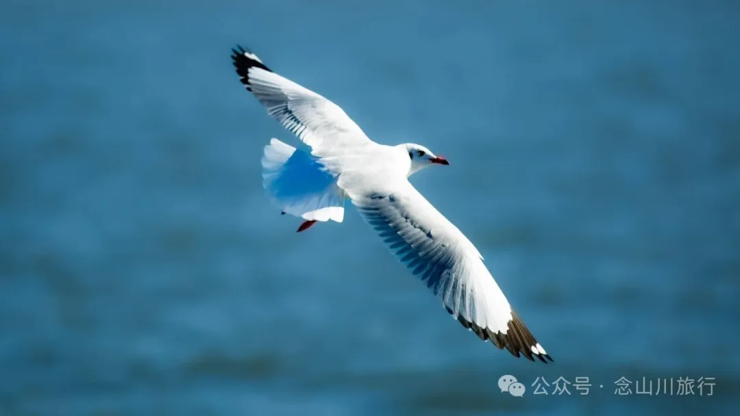 云南大理洱海的海鸥来了，水杉红了 - 第13张