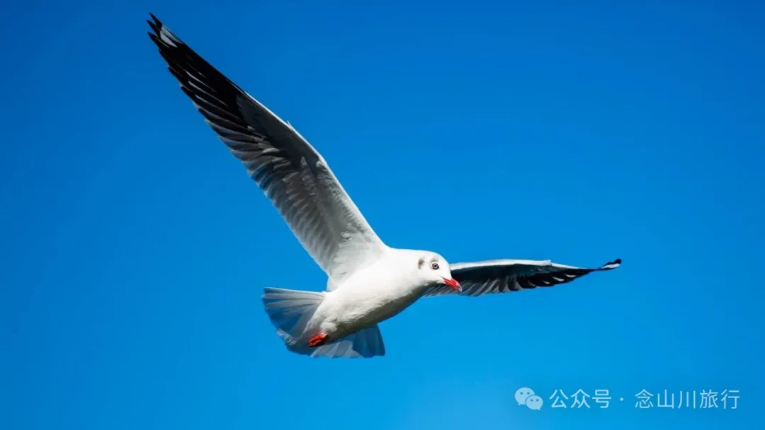 云南大理洱海的海鸥来了，水杉红了 - 第14张