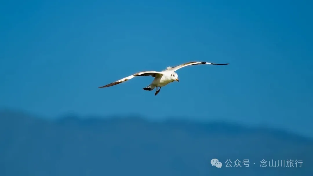 云南大理洱海的海鸥来了，水杉红了 - 第15张