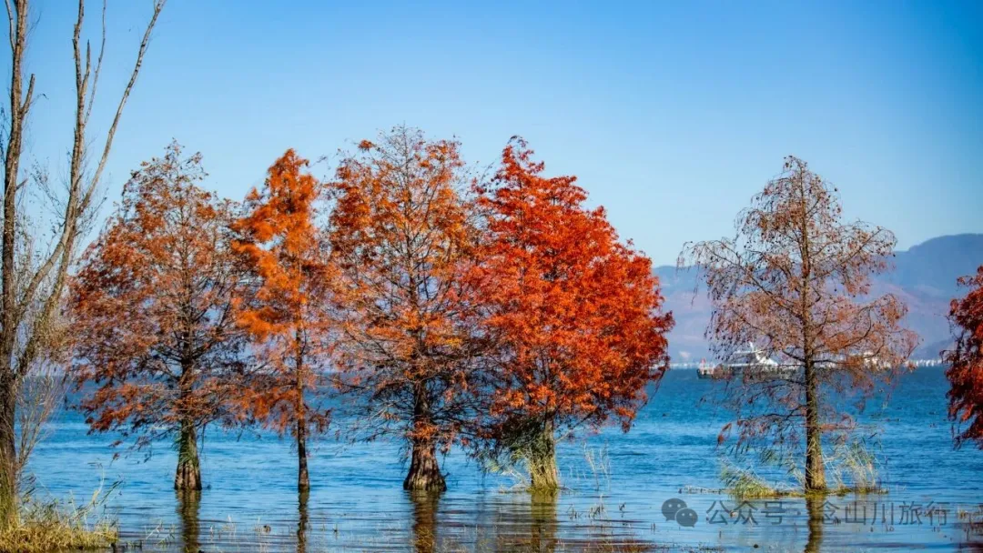 云南大理洱海的海鸥来了，水杉红了 - 第16张