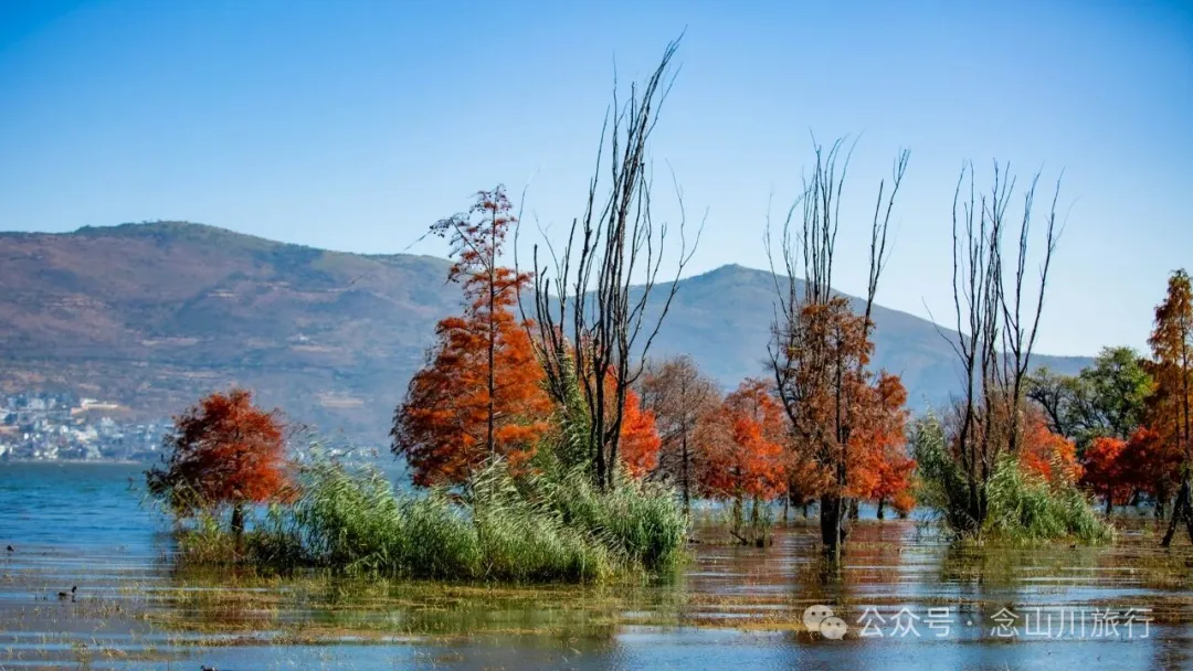 云南大理洱海的海鸥来了，水杉红了 - 第17张
