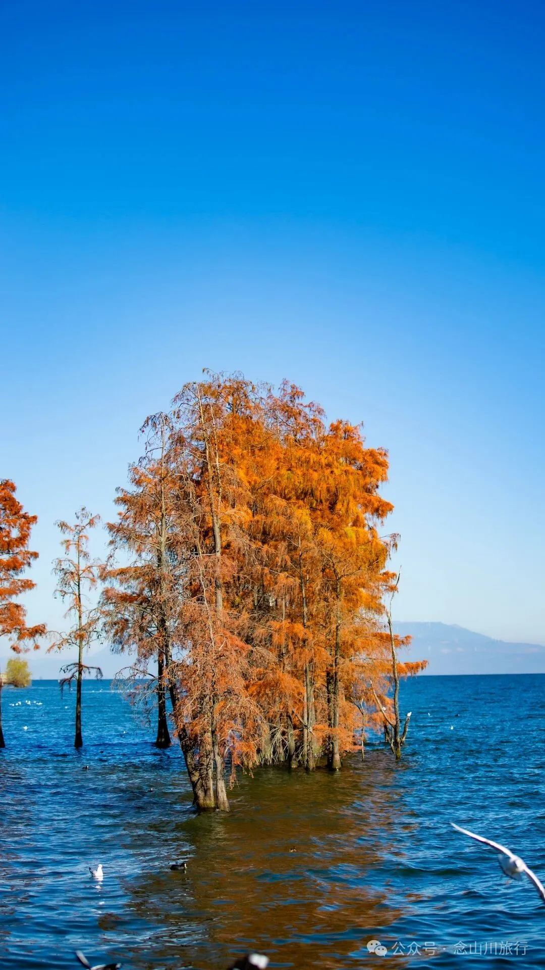 云南大理洱海的海鸥来了，水杉红了 - 第18张