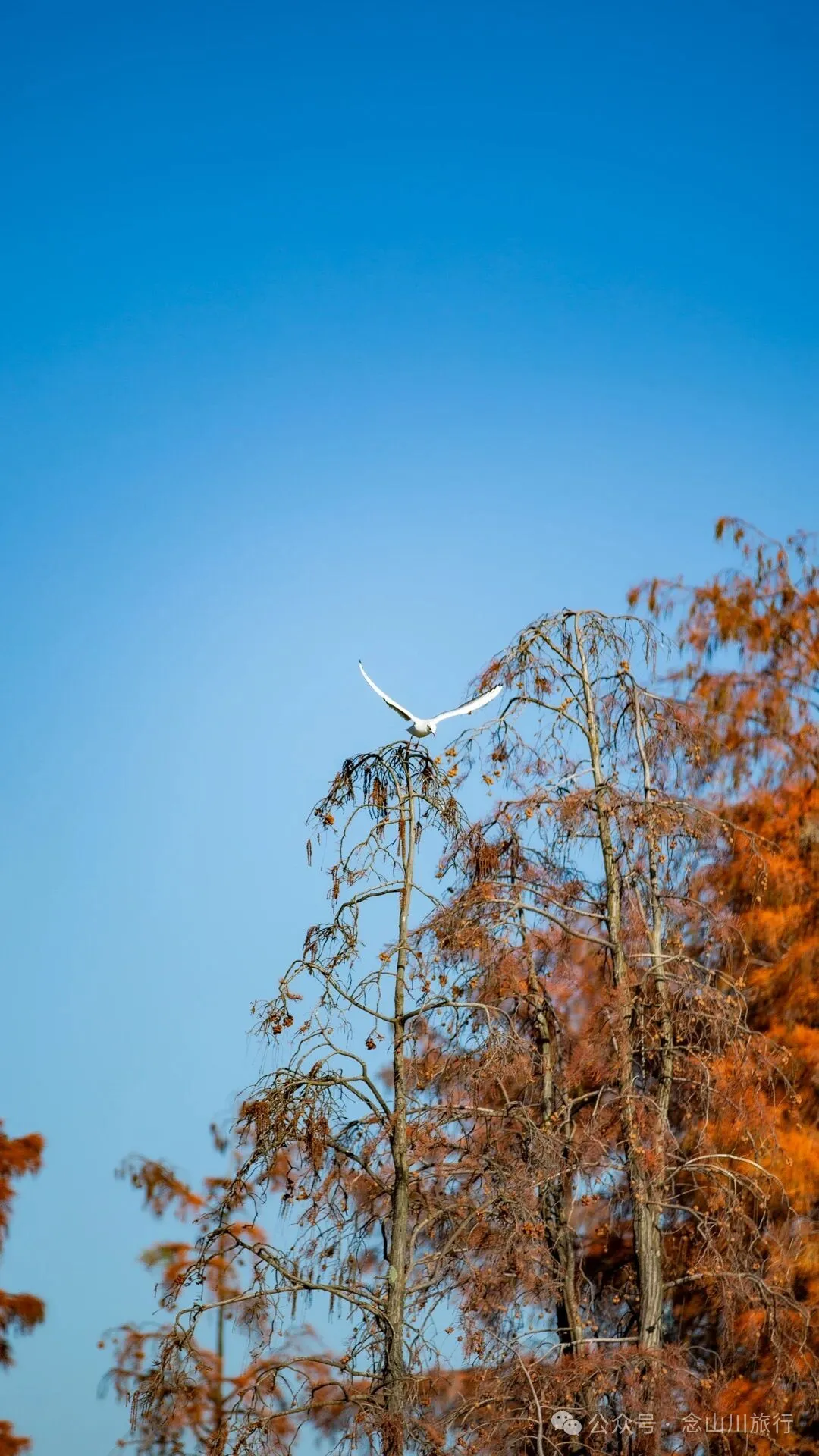 云南大理洱海的海鸥来了，水杉红了 - 第19张