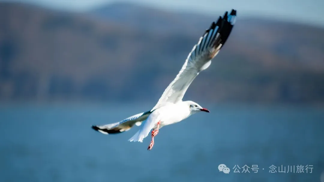 云南大理洱海的海鸥来了，水杉红了 - 第2张
