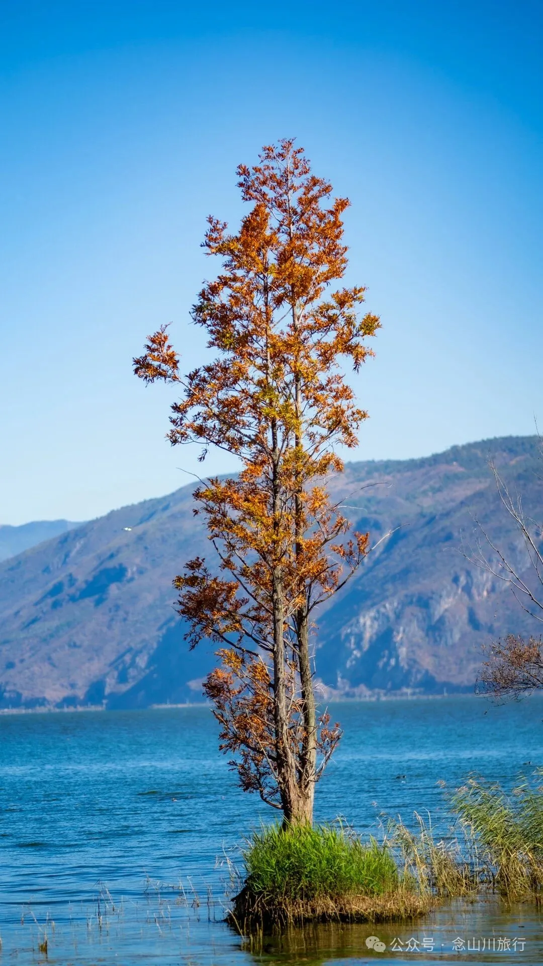 云南大理洱海的海鸥来了，水杉红了 - 第20张