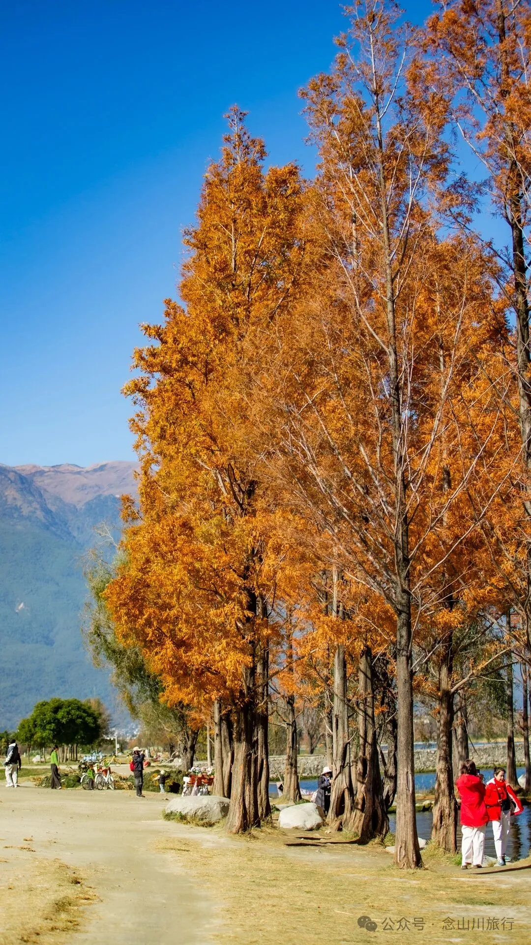 云南大理洱海的海鸥来了，水杉红了 - 第21张