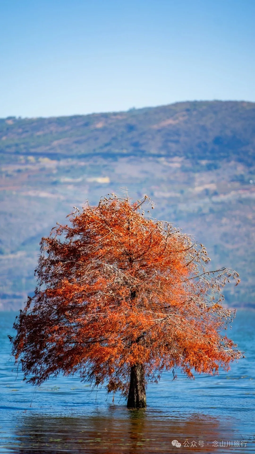 云南大理洱海的海鸥来了，水杉红了 - 第22张