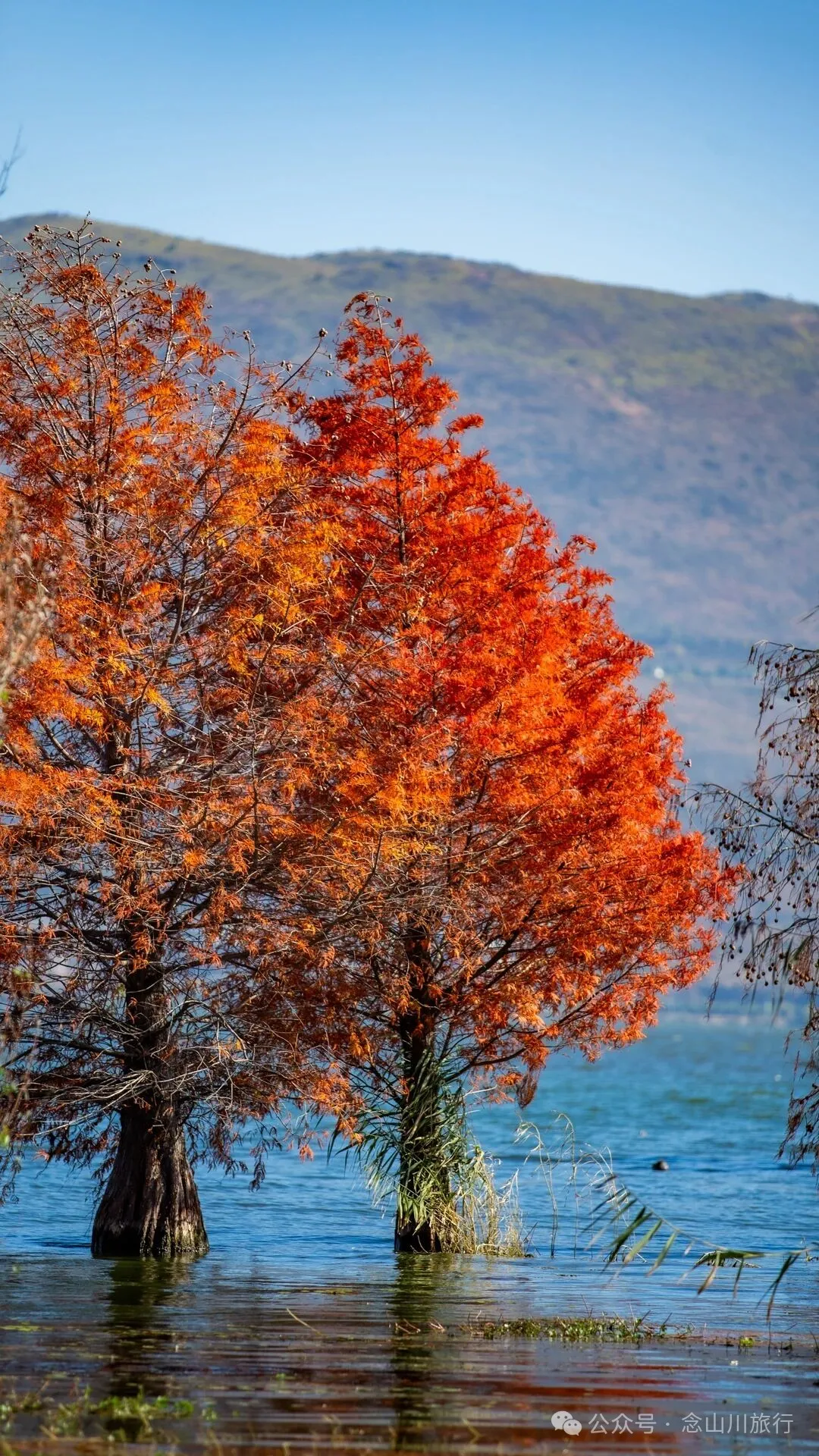 云南大理洱海的海鸥来了，水杉红了 - 第23张
