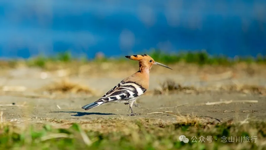 云南大理洱海的海鸥来了，水杉红了 - 第25张