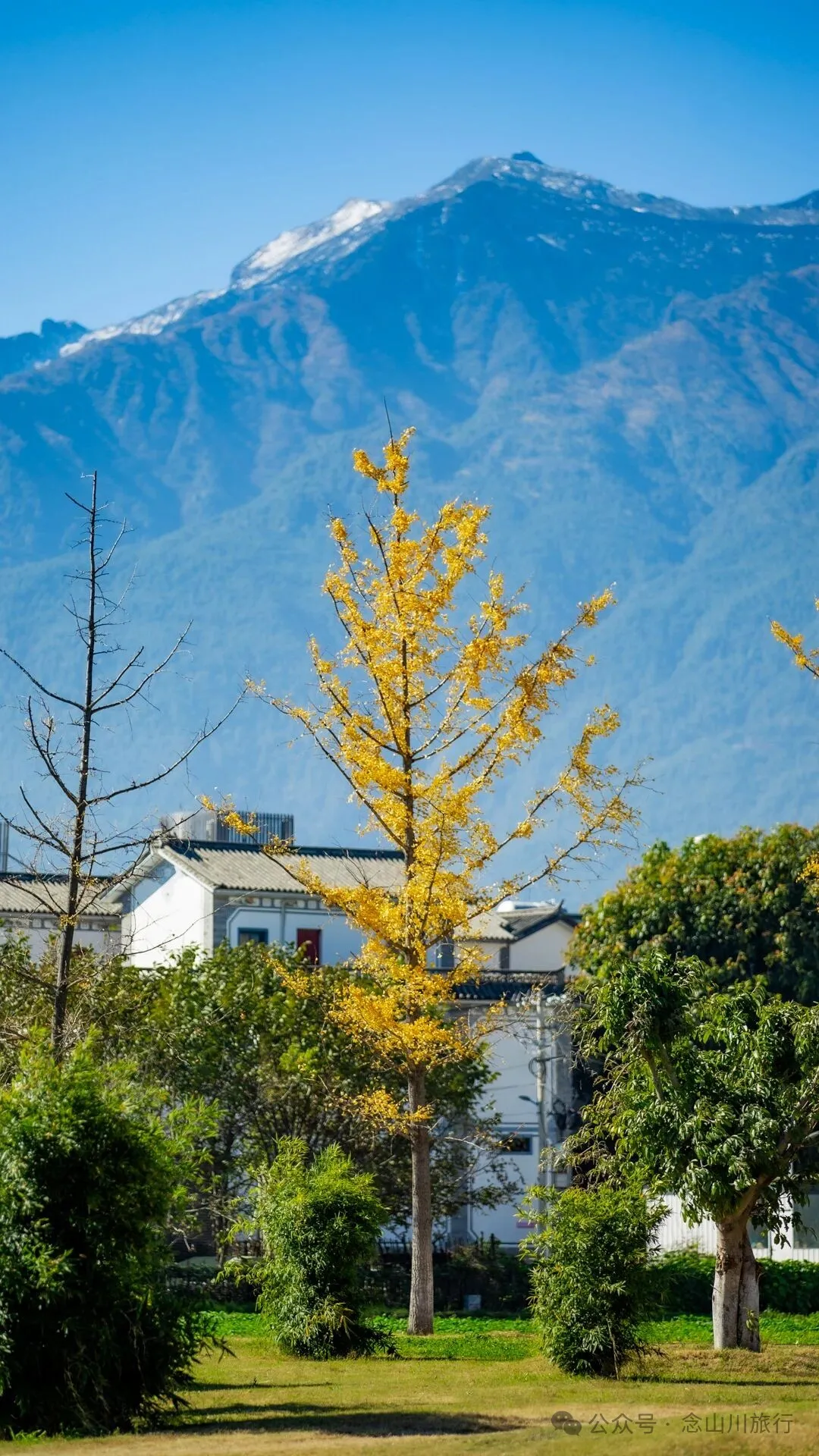 云南大理洱海的海鸥来了，水杉红了 - 第26张