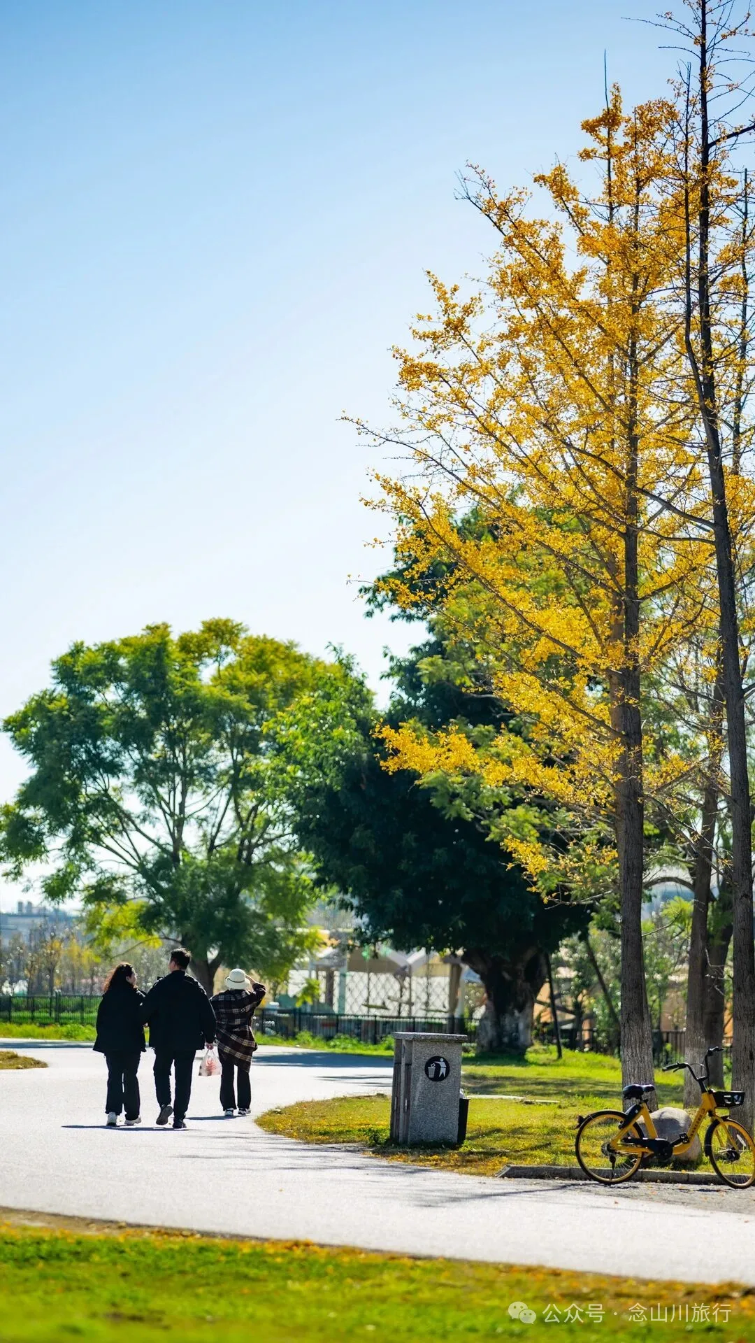 云南大理洱海的海鸥来了，水杉红了 - 第27张