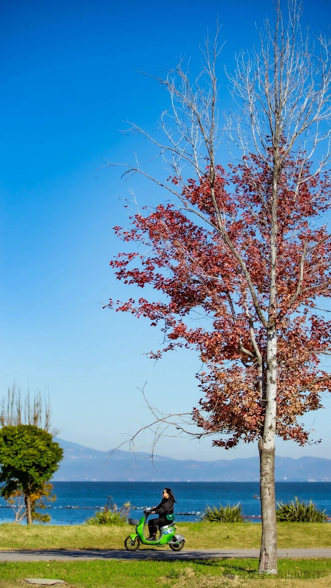 云南大理洱海的海鸥来了，水杉红了 - 第28张