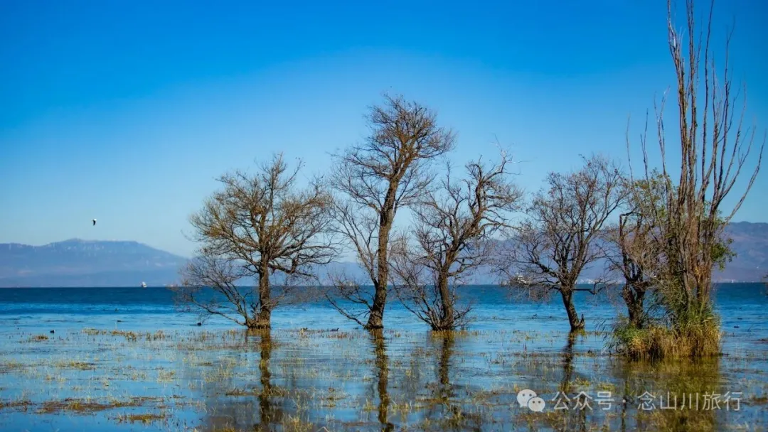 云南大理洱海的海鸥来了，水杉红了 - 第3张
