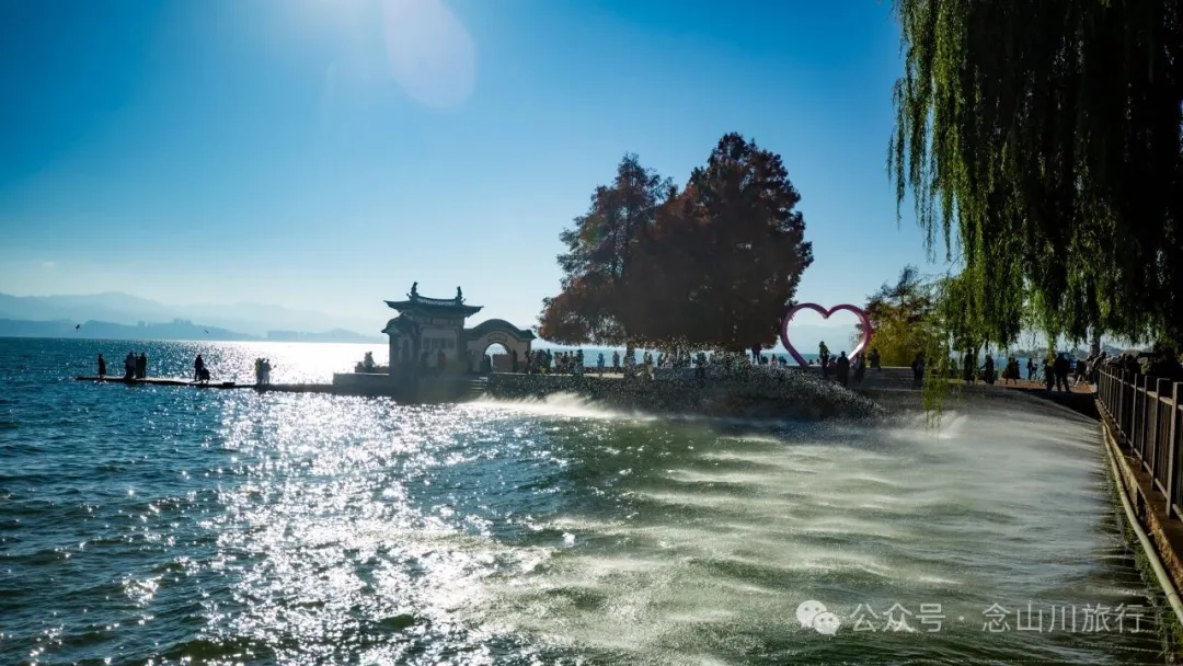 云南大理洱海的海鸥来了，水杉红了 - 第4张