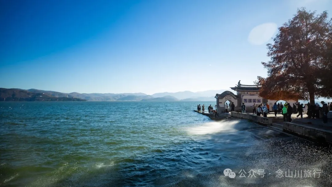 云南大理洱海的海鸥来了，水杉红了 - 第5张