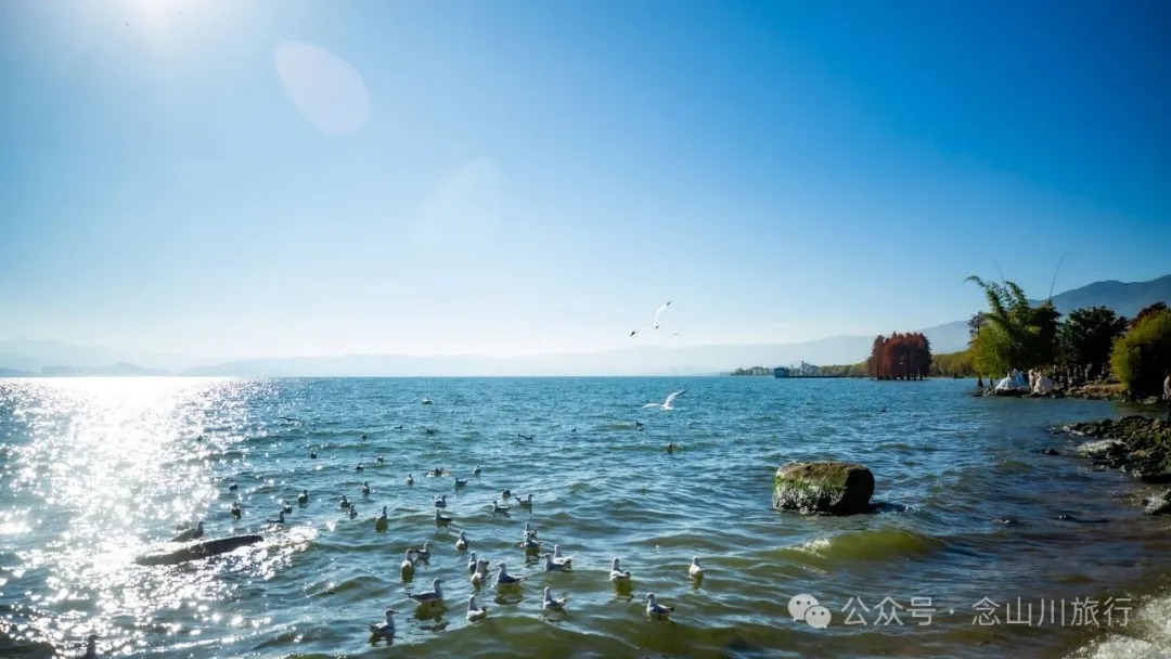 云南大理洱海的海鸥来了，水杉红了 - 第6张
