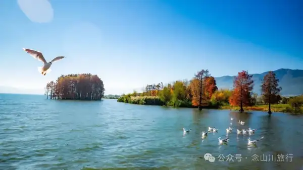 云南大理洱海的海鸥来了,水杉红了