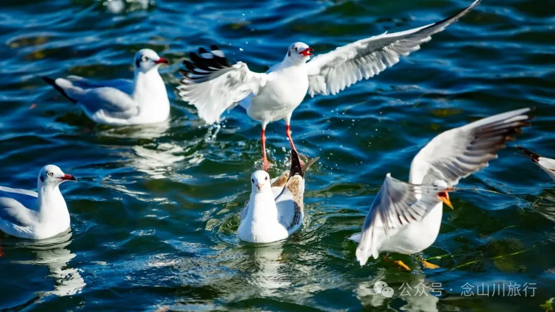 云南大理洱海的海鸥来了，水杉红了 - 第9张