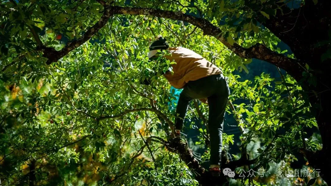 在巴珠村，成为卓玛的一天 - 第16张