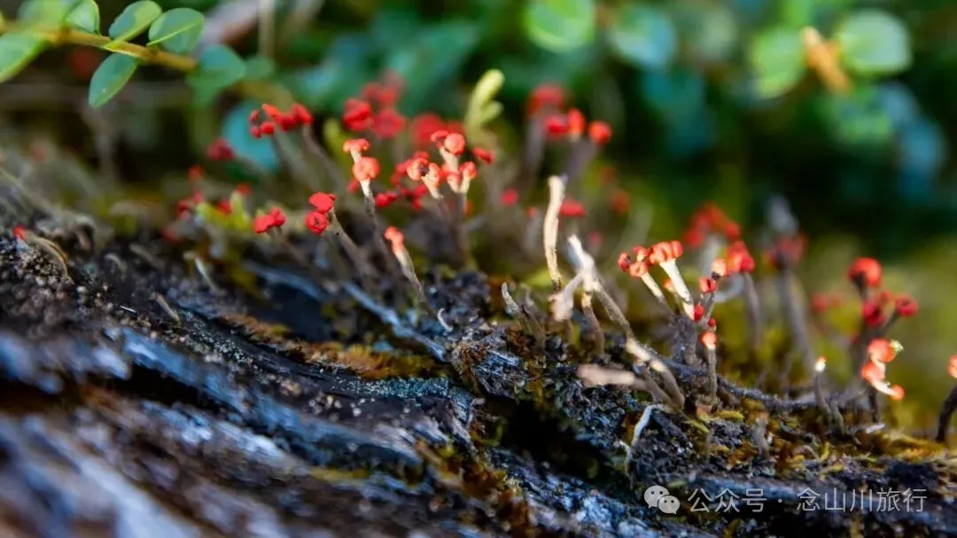 东桑卡，人类退出之后自然重新回归，隐居山野的理想之地 - 第11张