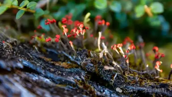 东桑卡,人类退出之后自然重新回归,隐居山野的理想之地